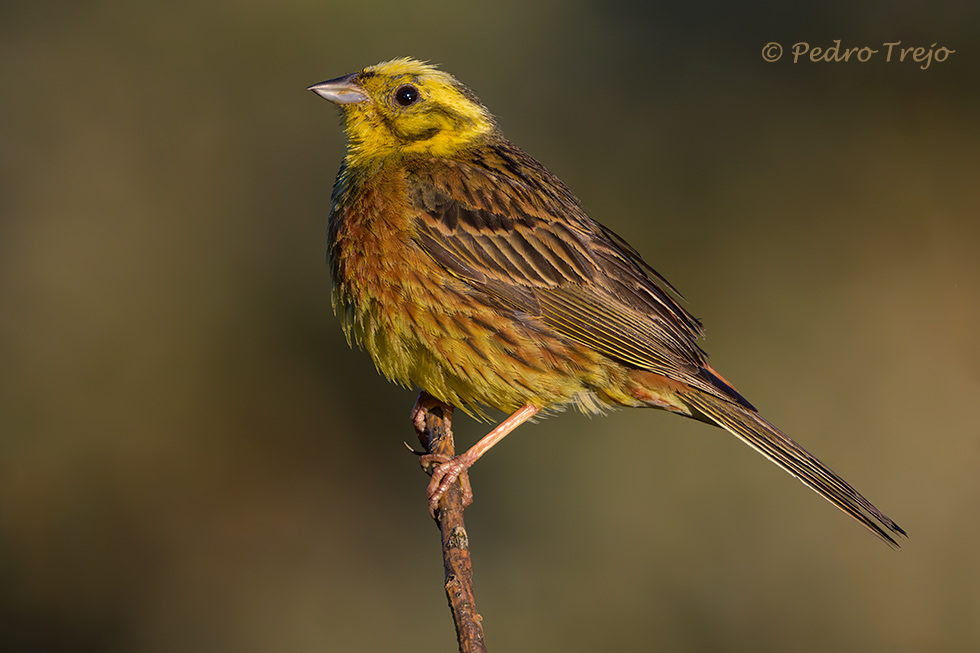 Escribano cerillo (Emberiza citrinella)